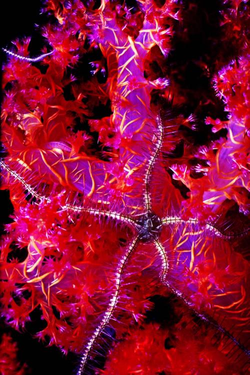 Brittle Starfish and Soft Coral